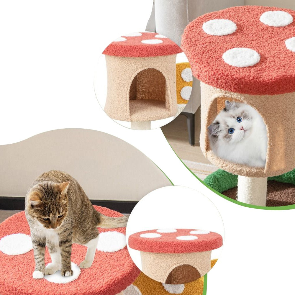 Macska mászóka gomba